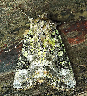 Lacinipolia sp. Dapa, Valle Del Cauca, 2100m