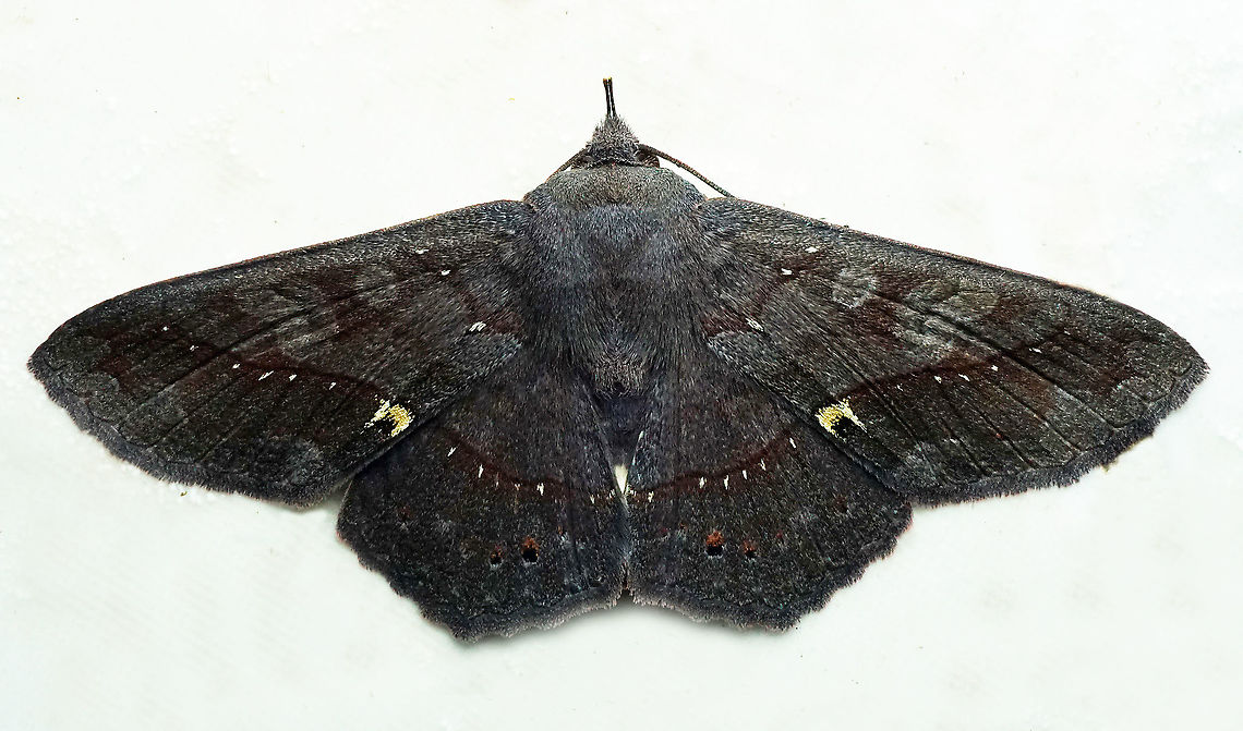 Lesmone sp. Dapa, Valle Del Cauca, 2100m