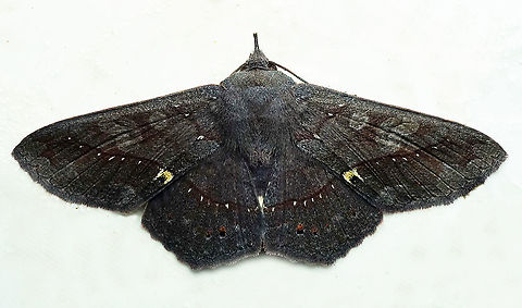 Lesmone sp. Dapa, Valle Del Cauca, 2100m