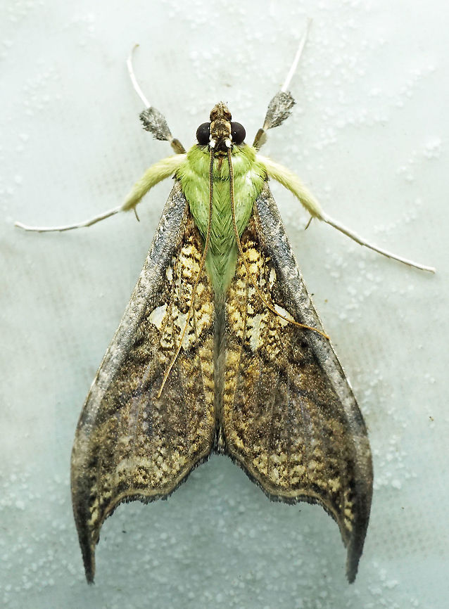 Megaphysa herbiferalis Dapa, Valle Del Cauca, 2100m Megaphysa,Megaphysa herbiferalis