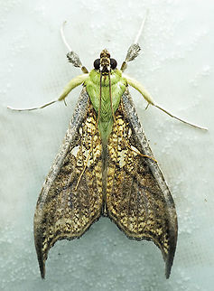 Megaphysa herbiferalis Dapa, Valle Del Cauca, 2100m Megaphysa,Megaphysa herbiferalis