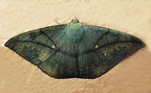 Oxydia sp. Dapa, Valle Del Cauca, 2100m