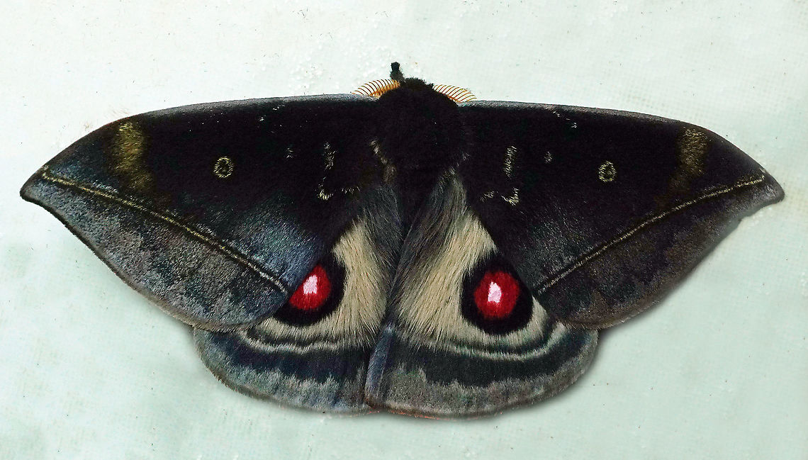 Gamelia rubriluna Dapa, Valle Del Cauca, 2100m Gamelia rubriluna