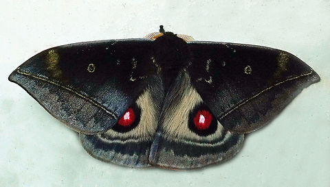 Gamelia rubriluna Dapa, Valle Del Cauca, 2100m Gamelia rubriluna