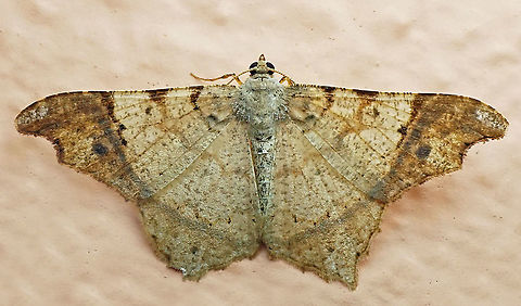 Macaria sp. Dapa, Valle Del Cauca, 2100m