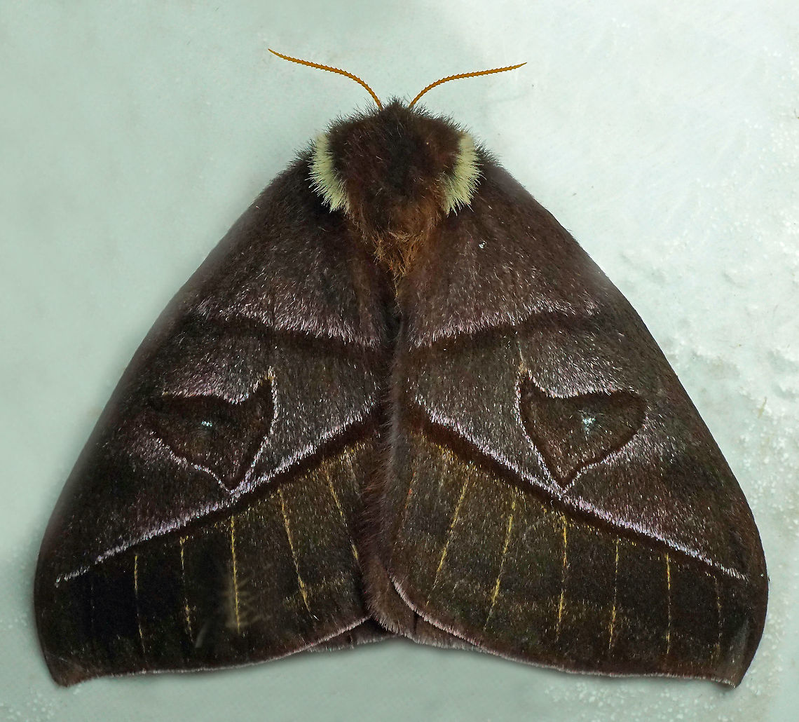 Automeris cryptica Dapa, Valle Del Cauca, 2100m Automeris cryptica