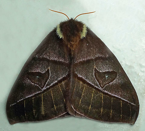 Automeris cryptica Dapa, Valle Del Cauca, 2100m Automeris cryptica