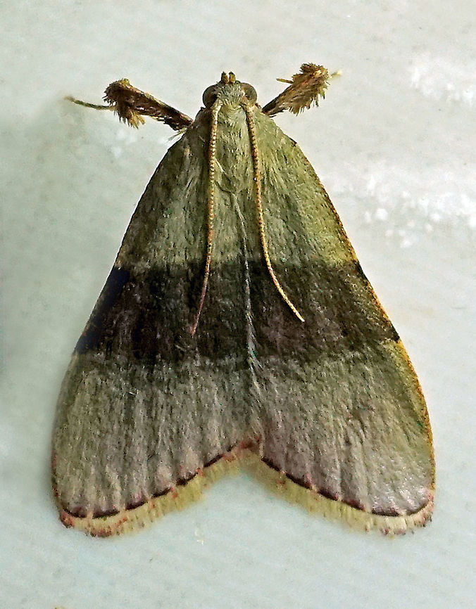 Arta sp. Dapa, Valle Del Cauca, 2100m