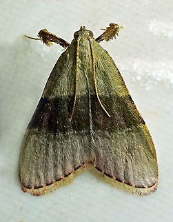 Arta sp. Dapa, Valle Del Cauca, 2100m