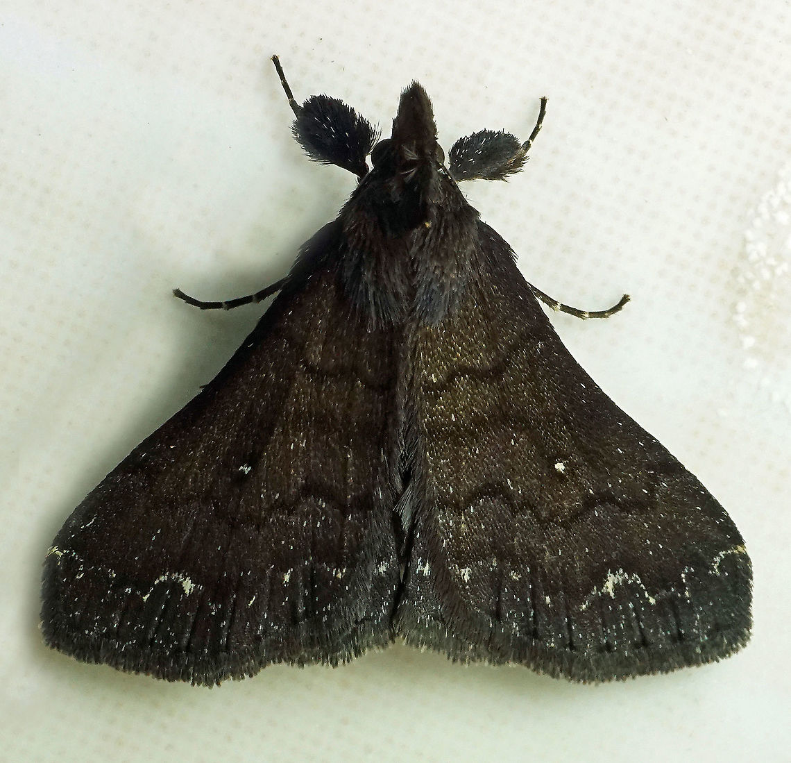 #471 Dapa, Valle Del Cauca, 2100m