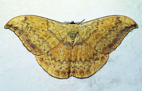 Janiodes laverna Dapa, Valle Del Cauca, 2100m Janiodes laverna