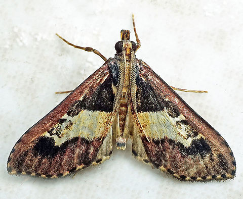 #474 Dapa, Valle Del Cauca, 2100m