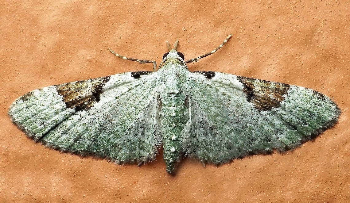 #475 Dapa, Valle Del Cauca, 2100m