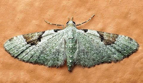 #475 Dapa, Valle Del Cauca, 2100m