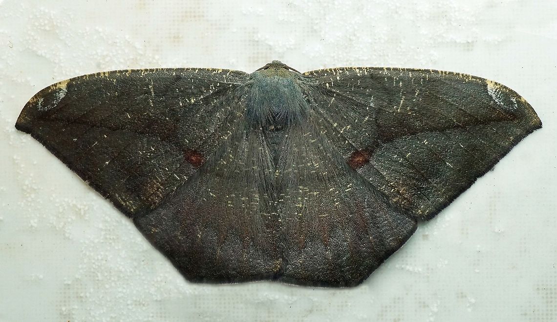 Oxydia sp. Dapa, Valle Del Cauca, 2100m