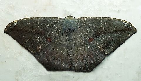 Oxydia sp. Dapa, Valle Del Cauca, 2100m