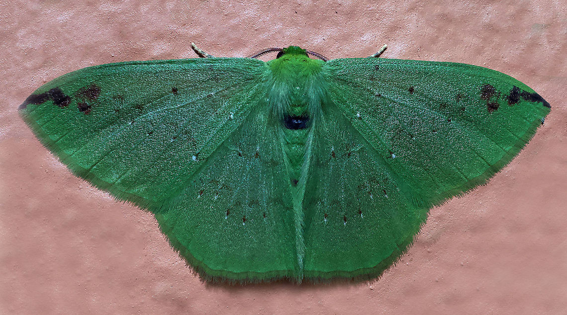 Nemoria sp. Dapa, Valle Del Cauca, 2100m
