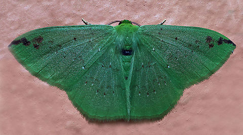 Nemoria sp. Dapa, Valle Del Cauca, 2100m
