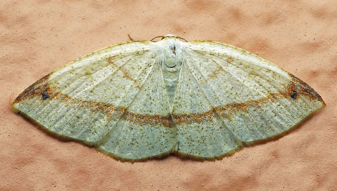 Microxydia orsitaria Dapa, Valle Del Cauca, 2100m Microxydia orsitaria