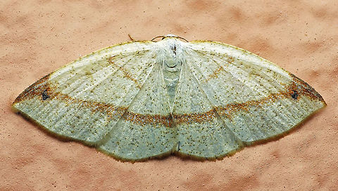 Microxydia orsitaria Dapa, Valle Del Cauca, 2100m Microxydia orsitaria
