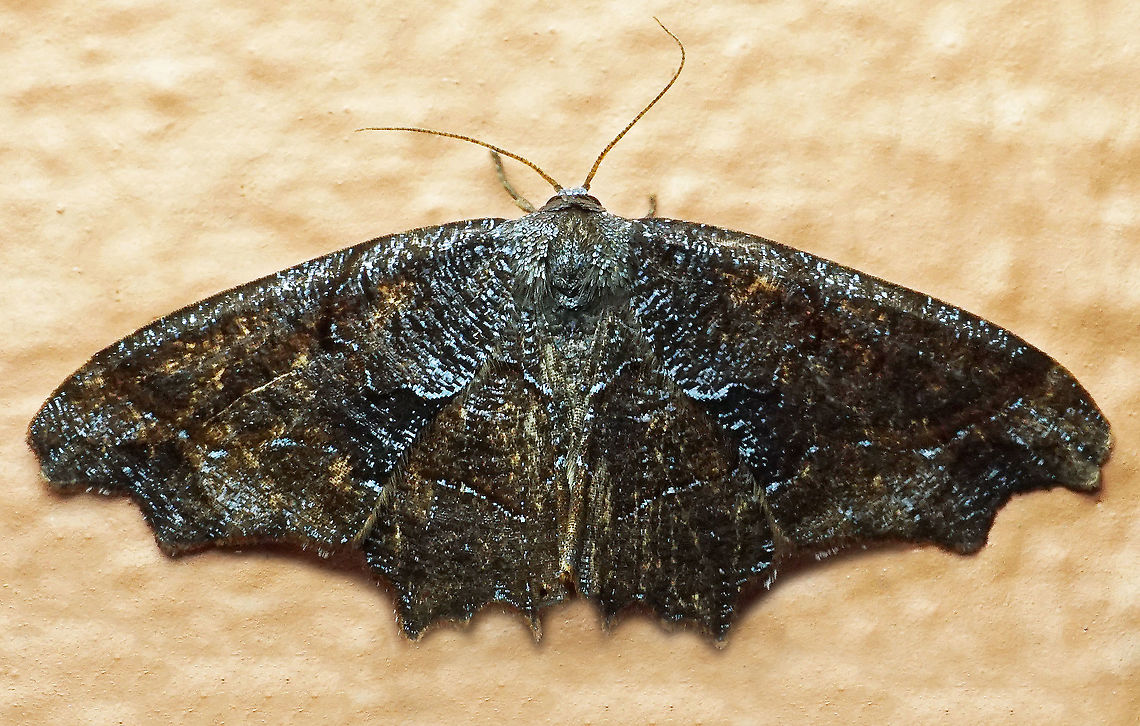 #479 Dapa, Valle Del Cauca, 2100m