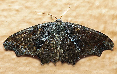 #479 Dapa, Valle Del Cauca, 2100m