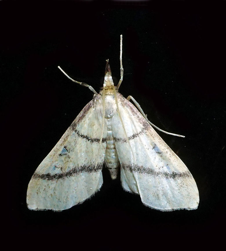 #480 Dapa, Valle Del Cauca, 2100m