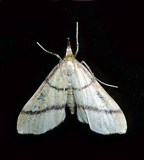 #480 Dapa, Valle Del Cauca, 2100m