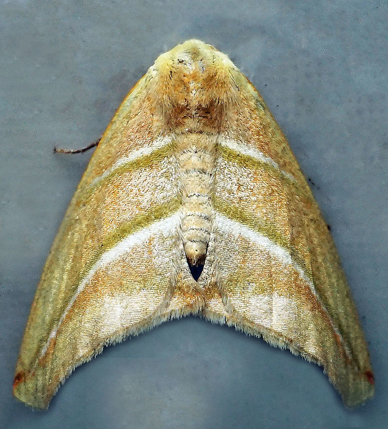 Sicya pomona Dapa, Valle Del Cauca, 2100m Bagisara laverna,Sicya pomona