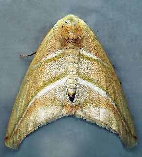 Sicya pomona Dapa, Valle Del Cauca, 2100m Bagisara laverna,Sicya pomona