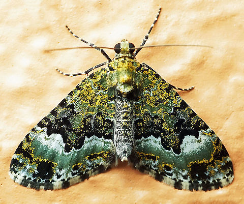 #481 Dapa, Valle Del Cauca, 2100m