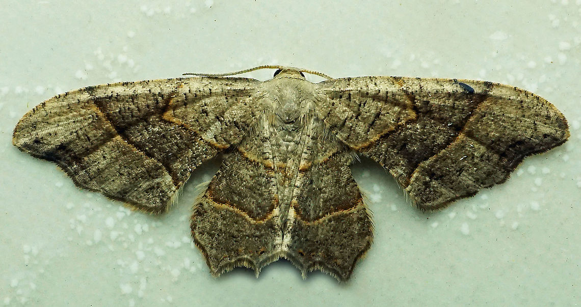 #482 Dapa, Valle Del Cauca, 2100m