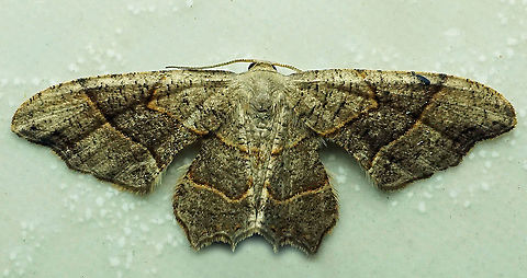 #482 Dapa, Valle Del Cauca, 2100m