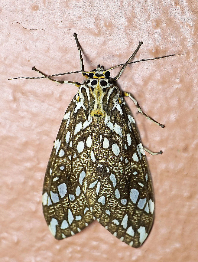 Lophocampa atriceps Dapa, Valle Del Cauca, 2100m Lophocampa atriceps