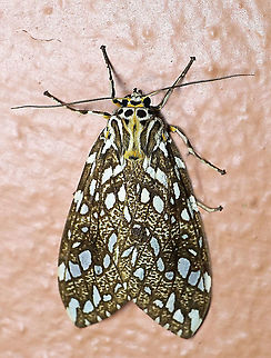 Lophocampa atriceps Dapa, Valle Del Cauca, 2100m Lophocampa atriceps