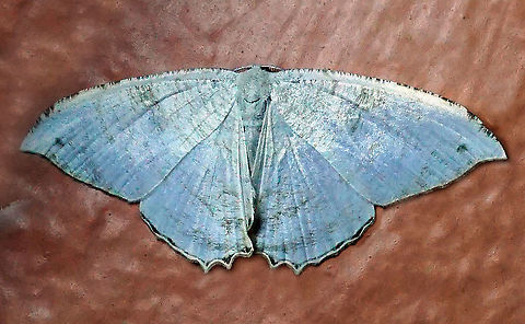 #484 Dapa, Valle Del Cauca, 2100m