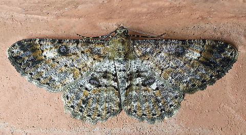 Cleora alienaria Dapa, Valle DEl Cauca, 2100m Cleora alienaria