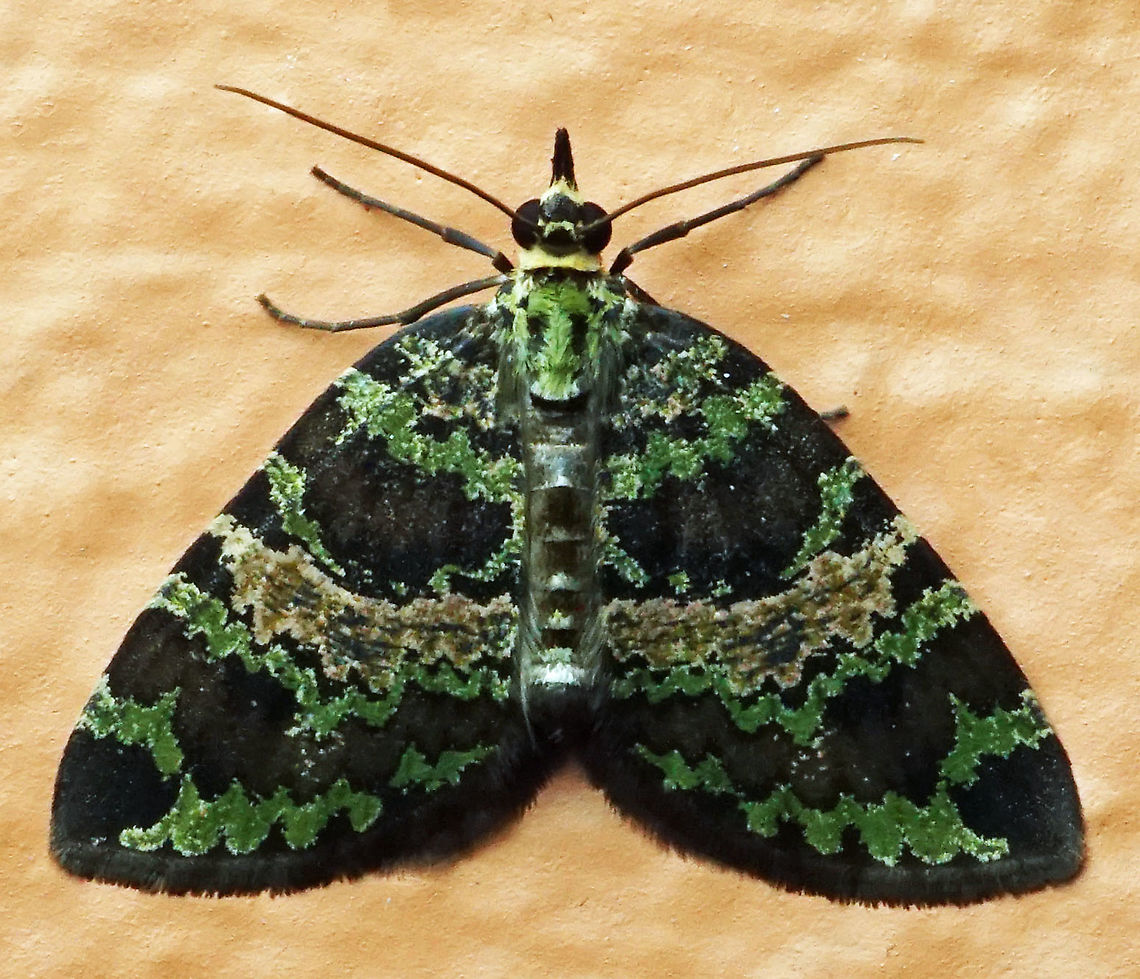 Hydriomena cydippe Dapa, Valle DEl Cauca, 2100m Hydriomena cydippe