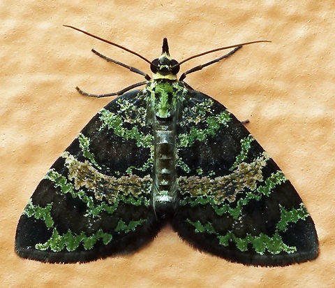 Hydriomena cydippe Dapa, Valle DEl Cauca, 2100m Hydriomena cydippe