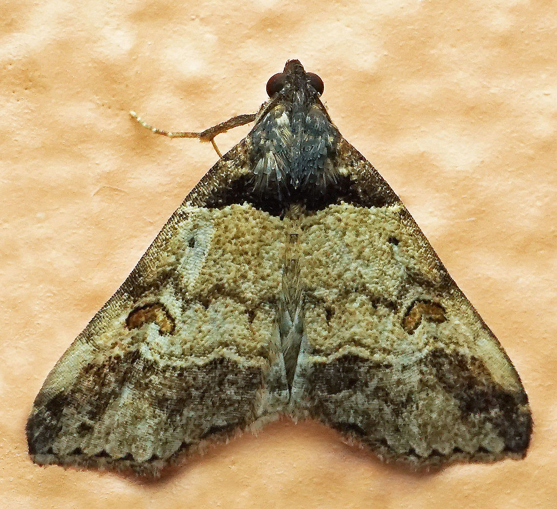 #488 Dapa, Valle Del Cauca, 2100m