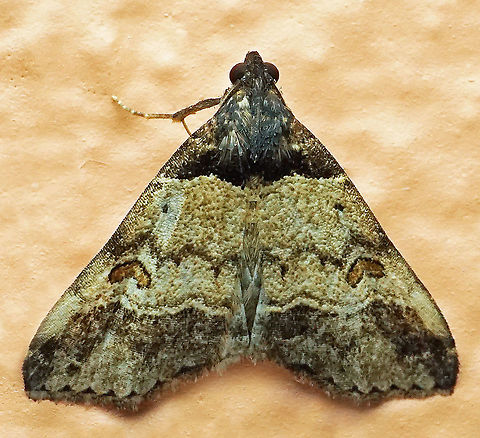 #488 Dapa, Valle Del Cauca, 2100m