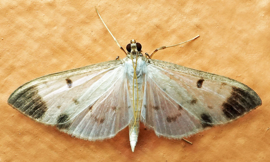 Palpita sp. Dapa, Valle Del Cauca, 2100m