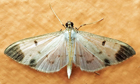 Palpita sp. Dapa, Valle Del Cauca, 2100m