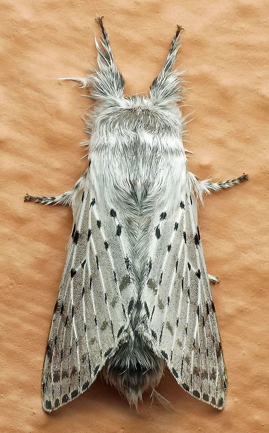 Artace cribraria, Dapa, Valle Del Cauca, 2100m Artace cribraria,Artace cribrarius,Dot-lined White Moth