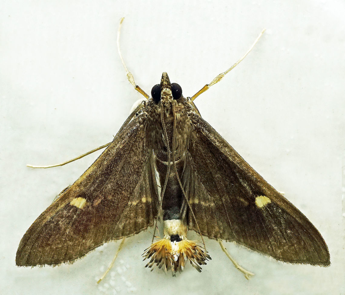 #490 Dapa, Valle Del Cauca, 2100m