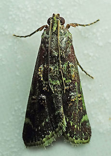 Dioryctria sp. Dapa, Valle Del Cauca, 2100m