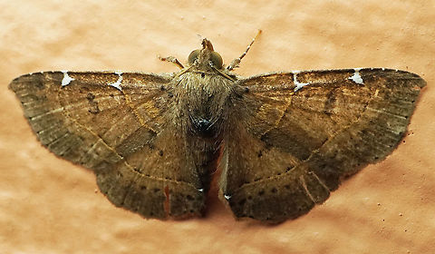 Antiblemma concinnula Dapa, Valle Del Cauca, 2100m Antiblemma concinnula