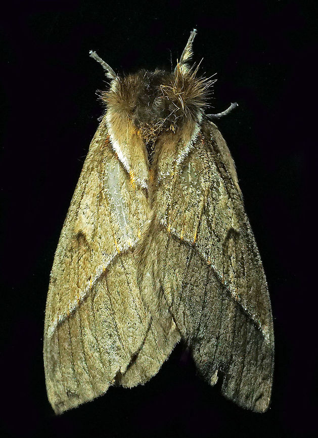 Pseudodirphia lacsa Dapa, Valle Del Cauca, 2100m