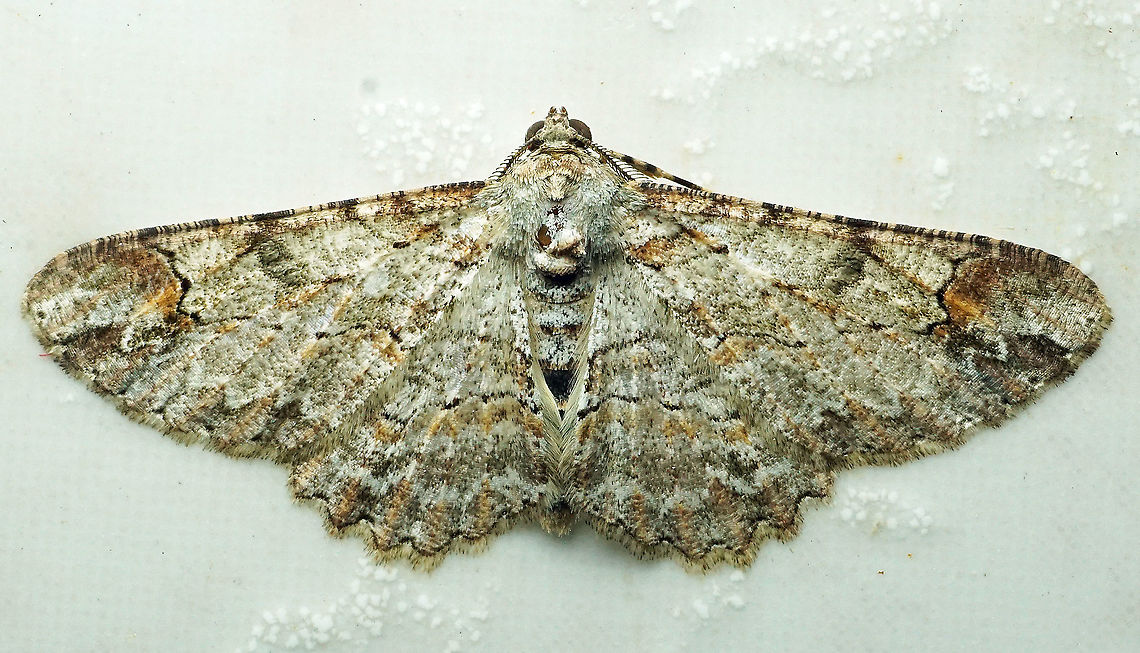 Iridopsis gaujoni Dapa, Valle Del Cauca, 2100m Iridopsis gaujoni