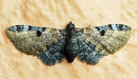 #494 Dapa, Valle Del Cauca, 2100m